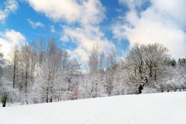 Karla kaplı ormanın güzel manzarası. Rime buzu ve ağaçları kaplayan buz kütleleri. Soğuk bir kış günü. Litvanya Vilnius yakınlarında kış manzarası.