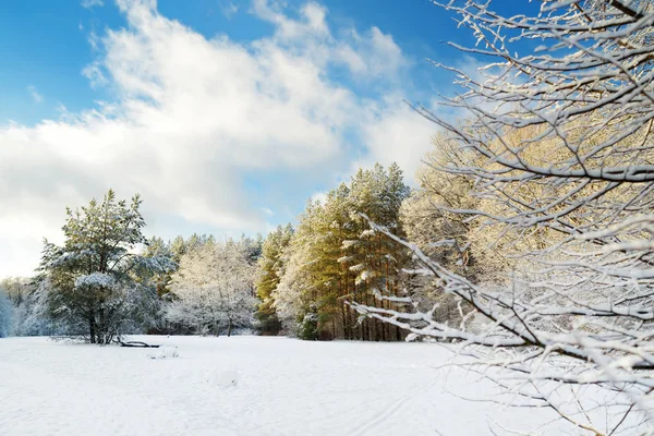 Hermosa vista del bosque cubierto de nieve. Hielo de campanas y heladas que cubren los árboles. Día frío de invierno. Paisaje invernal cerca de Vilna, Lituania . — Foto de Stock