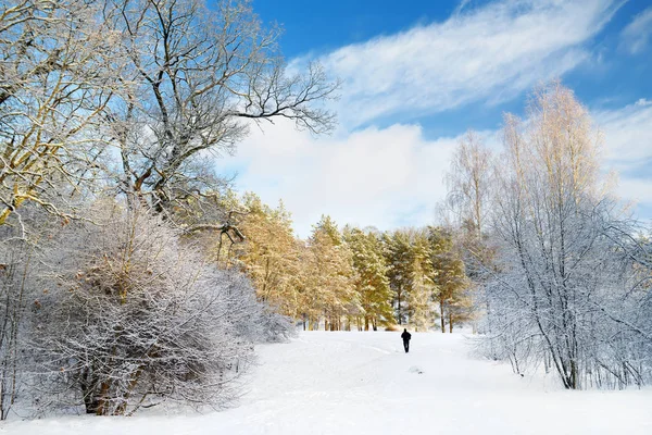 Hermosa vista del bosque cubierto de nieve. Hielo de campanas y heladas que cubren los árboles. Día frío de invierno. Paisaje invernal cerca de Vilna, Lituania . — Foto de Stock