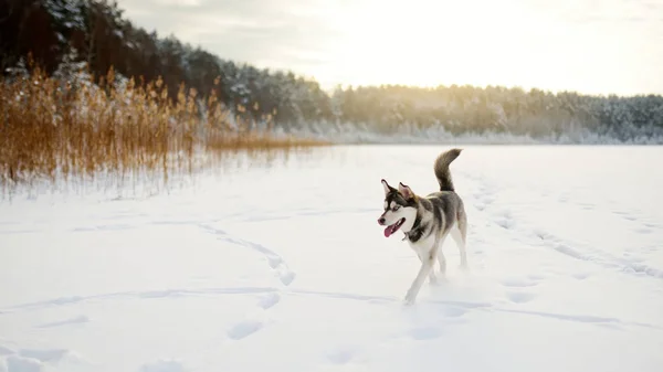 Un beau chien jouant dehors dans la neige blanche . — Photo