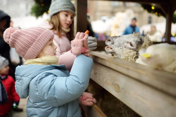 Two cute young sisters having fun feeding sheep in a small petting zoo on traditional Christmas market in Riga, Latvia. Happy winter activities for kids.