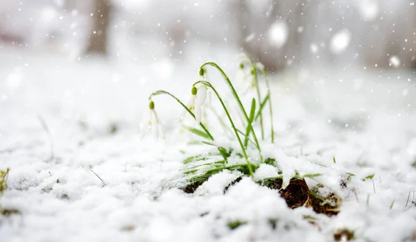 Schneeglöckchen Blühen Freien Zerbrechliche Erste Frühlingsblumen Bei Schneefall — Stockfoto
