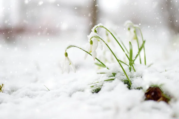 Schneeglöckchen Blühen Freien Zerbrechliche Erste Frühlingsblumen Bei Schneefall — Stockfoto