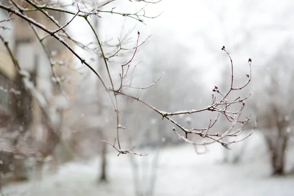 Äste Frostigen Wintertagen Mit Schnee Bedeckt — Stockfoto