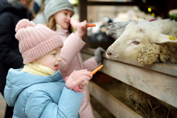 拉托维亚里加的一个小宠物动物园里 有两个可爱的妹妹正在传统的圣诞市场上玩乐地喂羊 孩子们过冬快乐的活动 喂养假日动物 — 图库照片