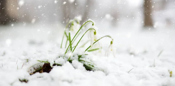 Schneeglöckchen Blühen Freien Zerbrechliche Erste Frühlingsblumen Bei Schneefall — Stockfoto