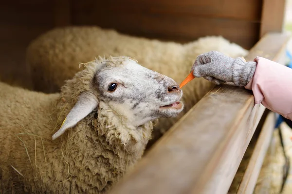 Two cute young sisters having fun feeding sheep in a small petting zoo on traditional Christmas market in Riga, Latvia. Happy winter activities for kids. Feeding holiday animals.