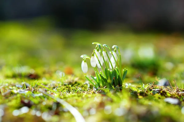 Fleurs Chute Neige Printemps Fleurissant Extérieur Premières Fleurs Printemps — Photo