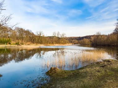 Saz ve kuru ot ile büyümüş göl kıyısı havadan yukarıdan aşağıya görünümü.