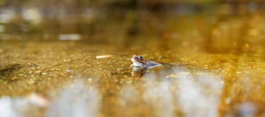 Bahar su ortak yeşil kurbağa
