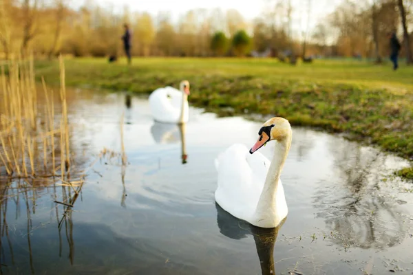 Dvě bílé labutě plavou v jezeře za pěkného jarního dne — Stock fotografie