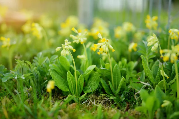 Primula veris eller Primula officinalis blommar i vårträdgården på fjället. — Stockfoto