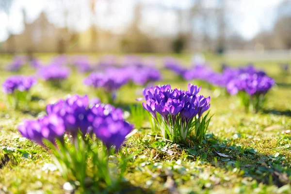 Blooming crocus flowers in the park. Spring landscape. — 스톡 사진