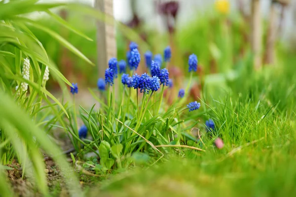 Hrozny Hyacinth (armeniacum muscari) kvetoucí v jarní zahradě — Stock fotografie