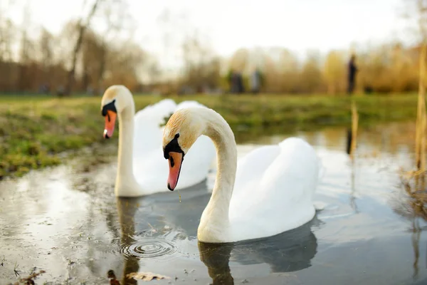Dos cisnes blancos nadando en un lago en un bonito día de primavera — Foto de Stock
