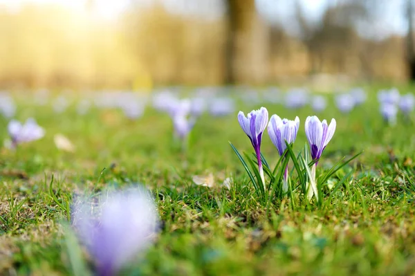 公園内ではクロッカスの花を咲かせます。春の風景. — ストック写真