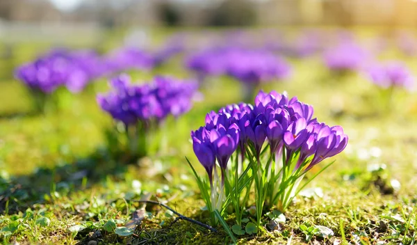 Virágzó crocus virágok a parkban. Tavaszi táj. — Stock Fotó