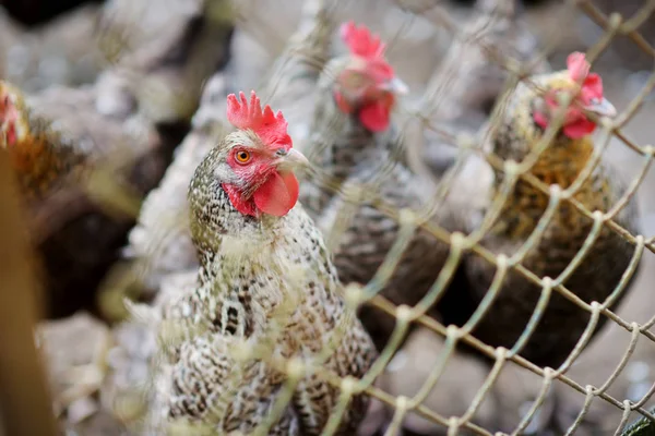 Polli da fattoria dietro una recinzione di metallo. Animali da fattoria e uccelli . — Foto Stock