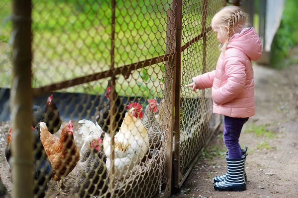 Carino bambina guardando polli fattoria attraverso recinzione in metallo . — Foto Stock