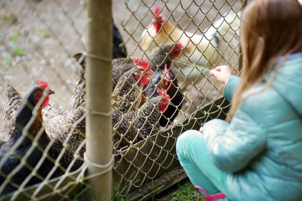 Carino bambina guardando polli fattoria attraverso recinzione in metallo . — Foto Stock