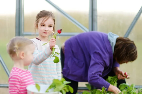 Gadis kecil yang lucu memegang lobak organik segar. Anak-anak membantu di taman. Makanan organik segar untuk anak-anak kecil . — Stok Foto