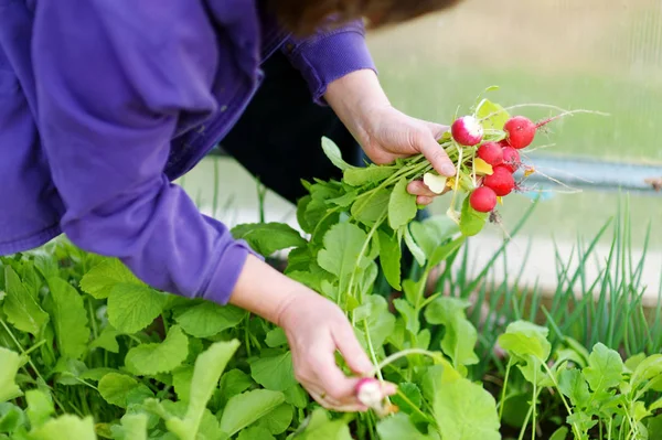 Close-up on womans hands holding a bunch of fresh organic radishes. Fresh healthy organic food for a family. — Stock Photo, Image