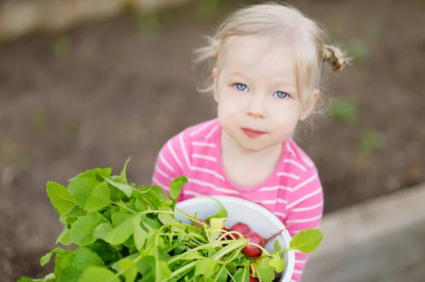Cute little girl holding a bowl with fresh organic radishes. Child helping in a garden. Fresh healthy organic food for small kids. — Stock Photo, Image