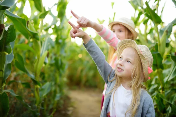 Két aranyos fiatal lány szórakozik egy kukoricaföldön az őszi szezonban. Játékok és szórakozás betakarítási idő alatt. — Stock Fotó