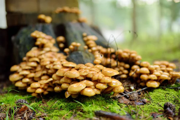 Honey Agaric mushrooms growing on a tree in autumn forest. — Stock Photo, Image