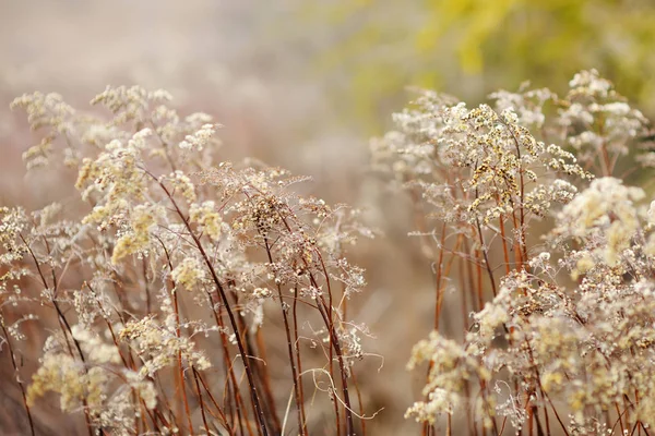 Detail rumput kering di lanskap Lithuania . — Stok Foto