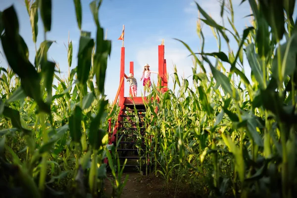 Dos chicas jóvenes lindas que se divierten en un campo de laberinto de maíz durante la temporada de otoño. Juegos y entretenimiento durante la cosecha . —  Fotos de Stock