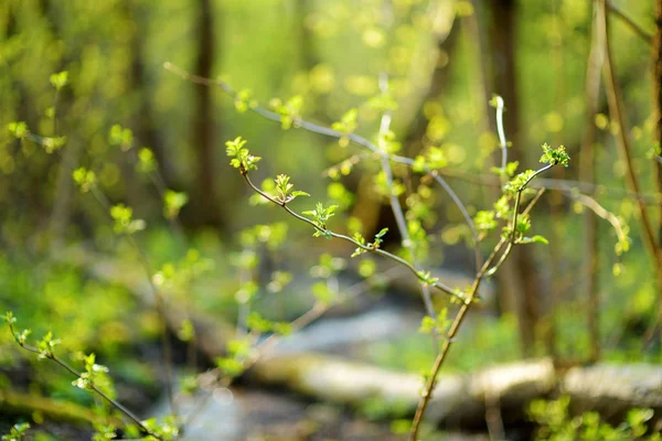 太陽の光で輝く新緑の葉 森の中の早春 — ストック写真