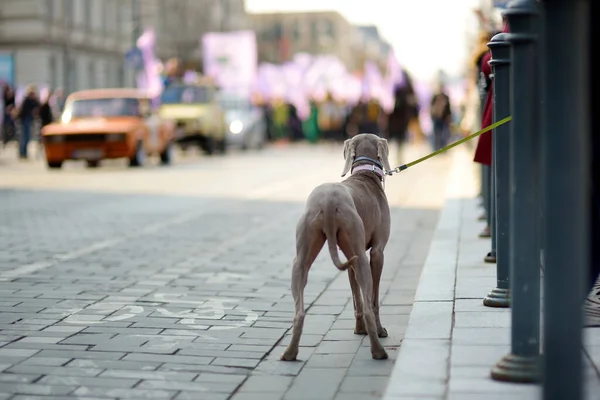 Vilnius Litauen April 2019 Människor Som Deltar Fysikdagen Fidi Ett — Stockfoto