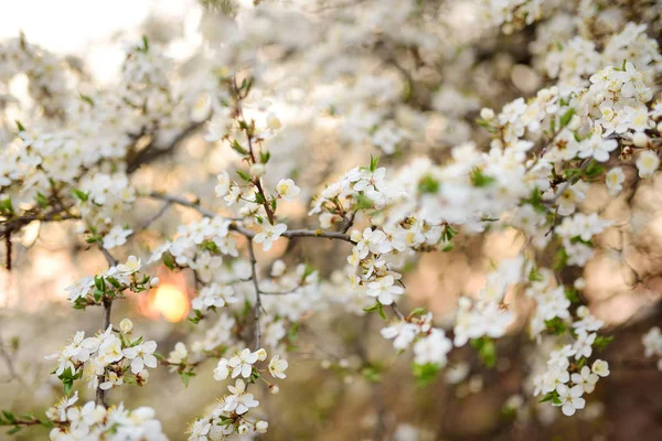 春には美しい桜が咲きます 自然の美しさ 春の晴れた日に屋外で公開桜の枝 — ストック写真