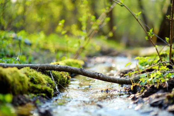 Malý Úzký Potůček Vinoucí Hustým Zeleným Lesem Jaře — Stock fotografie