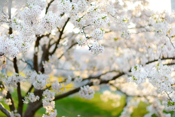 Hermoso cerezo floreciendo en primavera. Belleza en la naturaleza. Tiernas ramas de cereza en el día soleado al aire libre . — Foto de Stock