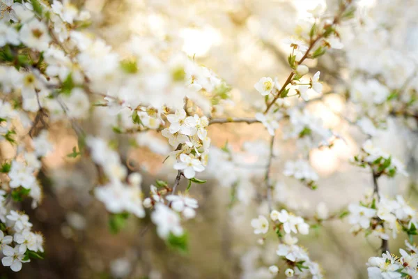 春には美しい桜が咲きます。自然の美しさ。晴れた日の屋外での公開桜の枝. — ストック写真