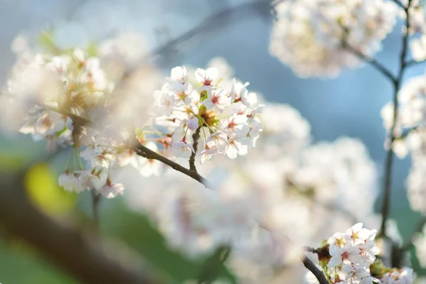 Bellissimo ciliegio che fiorisce in primavera. Bellezza nella natura. rami di ciliegio teneri nella giornata di sole all'aperto . — Foto Stock