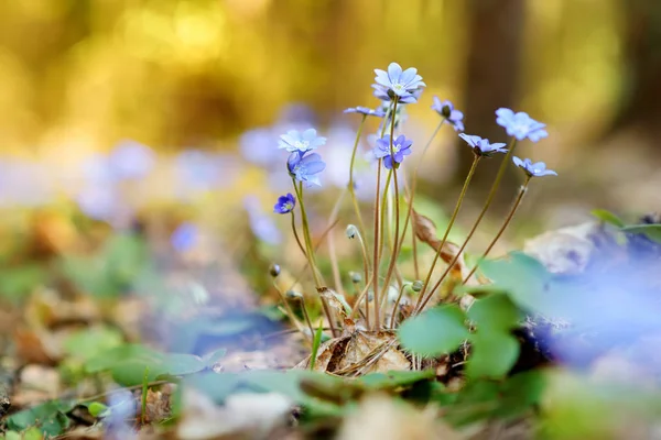 Hepatica Λουλούδια Που Ανθίζουν Νωρίς Την Άνοιξη Στο Δάσος Ομορφιά — Φωτογραφία Αρχείου