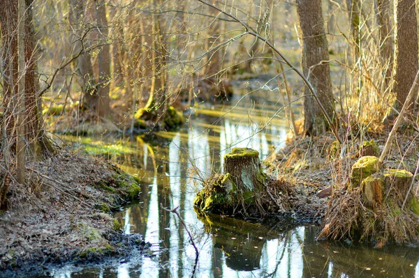 Malý Úzký Potůček Vinoucí Hustým Zeleným Lesem Jaře — Stock fotografie