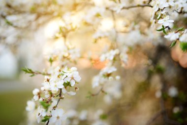 İlkbaharda açan güzel kiraz ağacı. Doğada güzellik. Açık havada güneşli bir bahar gününde kiraz dalları.