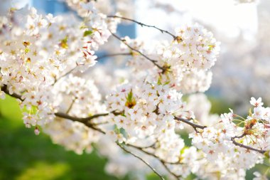 İlkbaharda açan güzel kiraz ağacı. Doğada güzellik. Açık havada güneşli bir bahar gününde kiraz dalları.