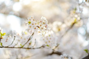 İlkbaharda açan güzel kiraz ağacı. Doğada güzellik. Açık havada güneşli bir bahar gününde kiraz dalları.