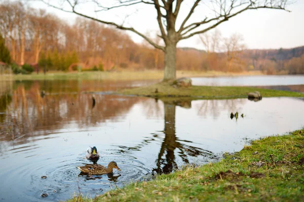 Enten Einem Fluss Frühjahr Vögel Der Natur — Stockfoto