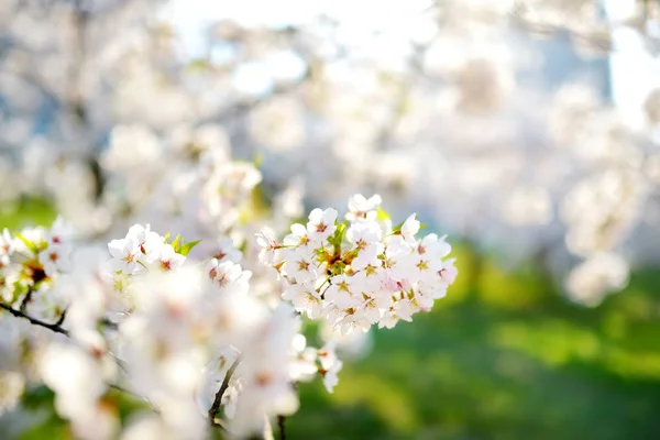 Schöner Kirschbaum Der Frühling Blüht Schönheit Der Natur Zarte Kirschzweige — Stockfoto