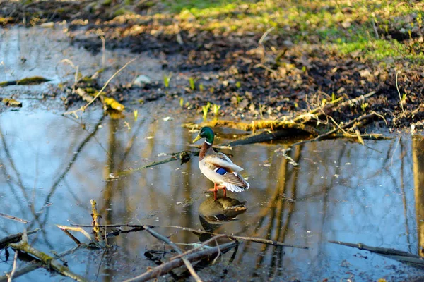 Μια Πάπια Ένα Ποτάμι Νωρίς Την Άνοιξη Πτηνά Στη Φύση — Φωτογραφία Αρχείου