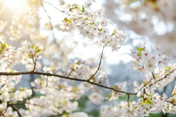 Bellissimo Ciliegio Che Fiorisce Primavera Bellezza Nella Natura Teneri Rami — Foto Stock