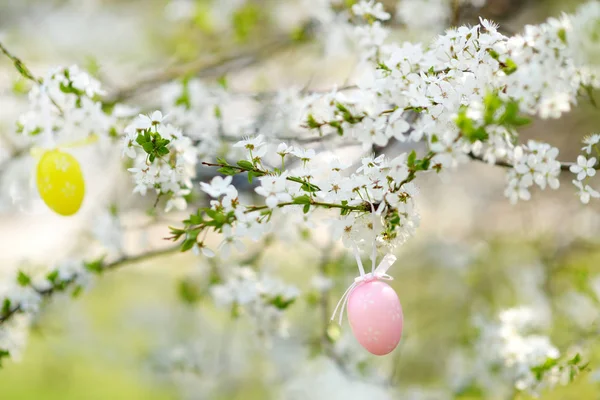 Œuf Pâques Accroché Des Branches Cerisier Fleurs Dans Jardin Ensoleillé — Photo