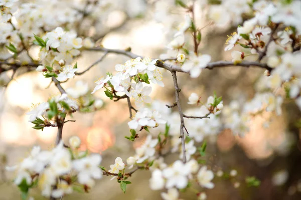 春には美しい桜が咲きます 自然の美しさ 春の晴れた日に屋外で公開桜の枝 — ストック写真