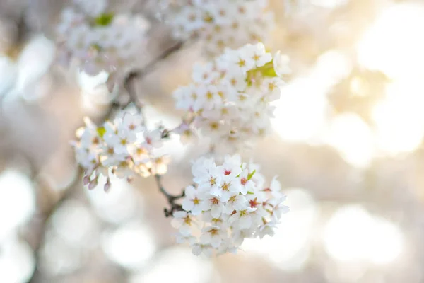 Bellissimo Ciliegio Che Fiorisce Primavera Bellezza Nella Natura Teneri Rami — Foto Stock